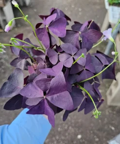 Oxalis Triangularis Purple Shamrock Live Plant - 2in or 4in Pot - Indoor Houseplant - Image 5