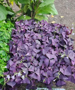 Oxalis Triangularis Purple Shamrock Live Plant - 2in or 4in Pot - Indoor Houseplant - Image 6