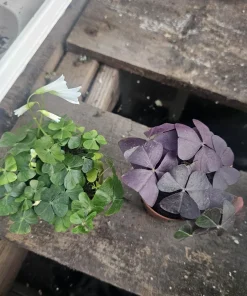 Oxalis Triangularis Purple Shamrock Live Plant - 2in or 4in Pot - Indoor Houseplant - Image 7