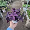 Oxalis Triangularis Purple Shamrock Live Plant - 2in or 4in Pot - Indoor Houseplant - Image 1