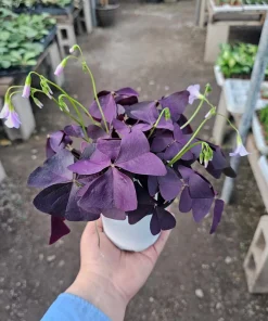 Oxalis Triangularis Purple Shamrock Live Plant - 2in or 4in Pot - Indoor Houseplant - Image 1