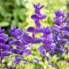 Oxford Blue Sage Seeds - Salvia Viridis Clary Horminum - 50 Seeds - Attracts Pollinators - Image 1