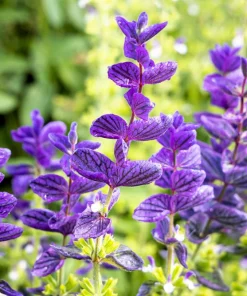 Oxford Blue Sage Seeds - Salvia Viridis Clary Horminum - 50 Seeds - Attracts Pollinators - Image 1