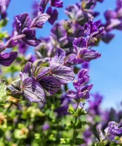 Oxford Blue Sage Seeds - Salvia Viridis Clary Horminum - 50 Seeds - Attracts Pollinators - Image 2