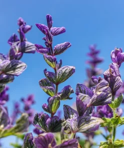 Oxford Blue Sage Seeds - Salvia Viridis Clary Horminum - 50 Seeds - Attracts Pollinators - Image 3
