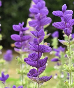 Oxford Blue Sage Seeds - Salvia Viridis Clary Horminum - 50 Seeds - Attracts Pollinators - Image 4