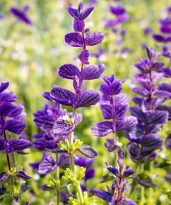 Oxford Blue Sage Seeds - Salvia Viridis Clary Horminum - 50 Seeds - Attracts Pollinators - Image 5