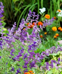 Oxford Blue Sage Seeds - Salvia Viridis Clary Horminum - 50 Seeds - Attracts Pollinators - Image 6