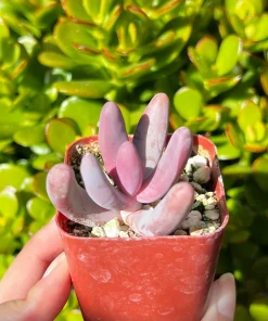 Pachysedum Ganzhou Live Succulent Plant – Pink Rosettes – 2 inch Pot – Indoor/Outdoor - Image 2