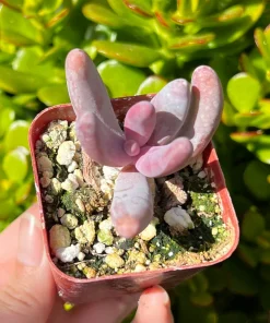 Pachysedum Ganzhou Live Succulent Plant – Pink Rosettes – 2 inch Pot – Indoor/Outdoor - Image 3