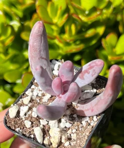 Pachysedum Ganzhou Live Succulent Plant – Pink Rosettes – 2 inch Pot – Indoor/Outdoor - Image 4