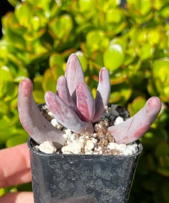 Pachysedum Ganzhou Live Succulent Plant – Pink Rosettes – 2 inch Pot – Indoor/Outdoor - Image 5