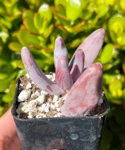 Pachysedum Ganzhou Live Succulent Plant – Pink Rosettes – 2 inch Pot – Indoor/Outdoor - Image 6