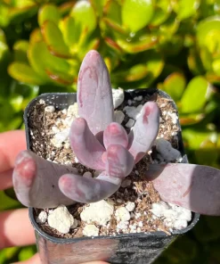 Pachysedum Ganzhou Live Succulent Plant – Pink Rosettes – 2 inch Pot – Indoor/Outdoor - Image 7