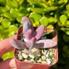 Pachysedum Ganzhou Live Succulent Plant – Pink Rosettes – 2 inch Pot – Indoor/Outdoor - Image 1