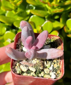 Pachysedum Ganzhou Live Succulent Plant – Pink Rosettes – 2 inch Pot – Indoor/Outdoor - Image 1
