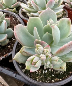 Pachyveria Draco Pink Succulent Live Plant in 4'' Pot Indoor/Outdoor - Image 10