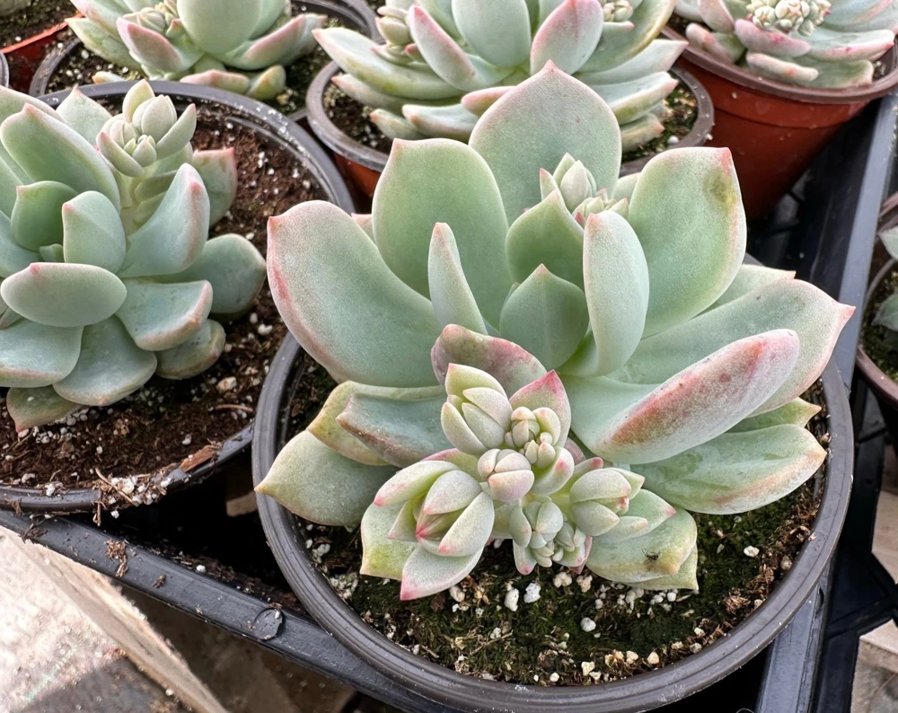Pachyveria Draco Pink Succulent Live Plant in 4'' Pot Indoor/Outdoor - Image 10