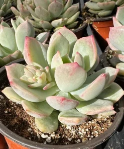 Pachyveria Draco Pink Succulent Live Plant in 4'' Pot Indoor/Outdoor - Image 2