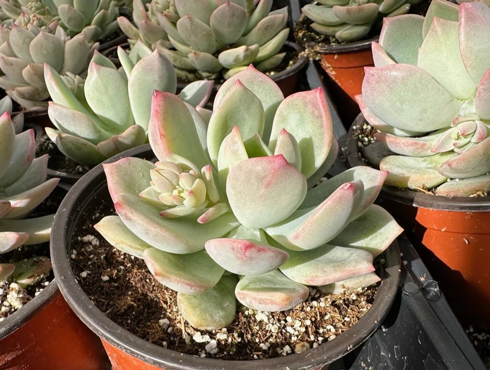 Pachyveria Draco Pink Succulent Live Plant in 4'' Pot Indoor/Outdoor - Image 2