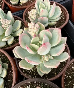 Pachyveria Draco Pink Succulent Live Plant in 4'' Pot Indoor/Outdoor - Image 3