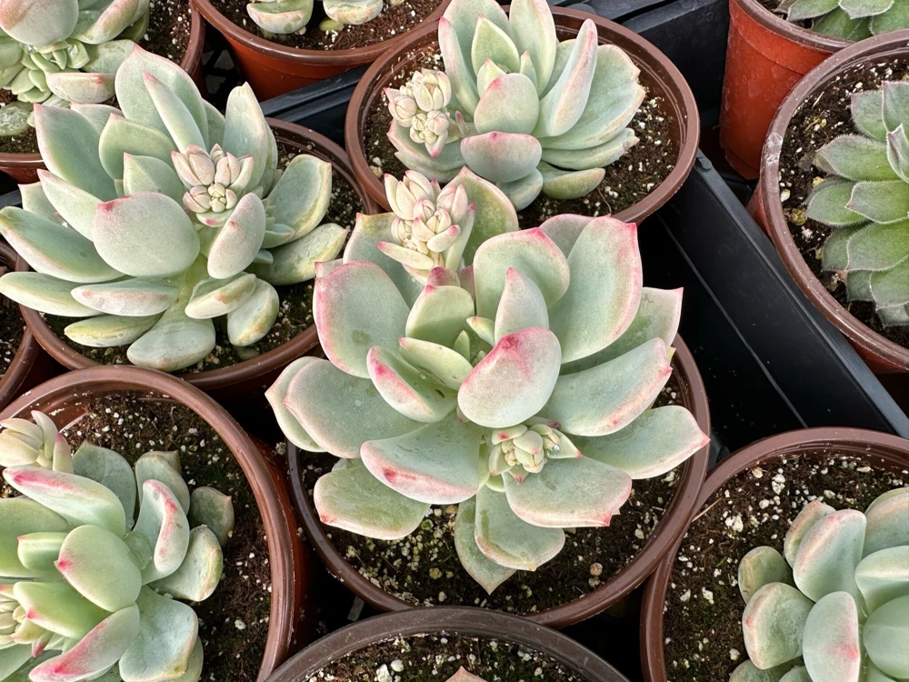 Pachyveria Draco Pink Succulent Live Plant in 4'' Pot Indoor/Outdoor - Image 3