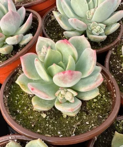 Pachyveria Draco Pink Succulent Live Plant in 4'' Pot Indoor/Outdoor - Image 4