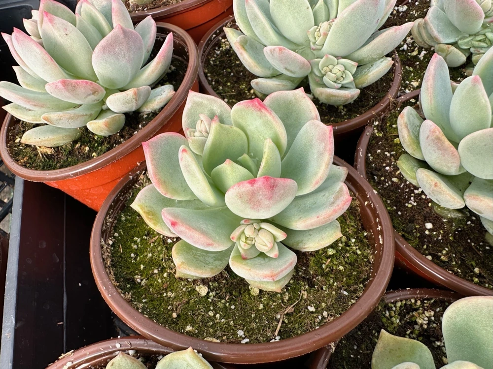 Pachyveria Draco Pink Succulent Live Plant in 4'' Pot Indoor/Outdoor - Image 4