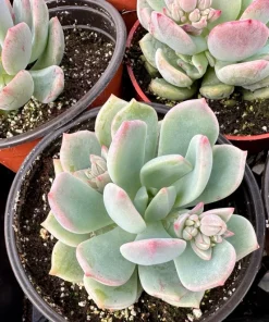 Pachyveria Draco Pink Succulent Live Plant in 4'' Pot Indoor/Outdoor - Image 5