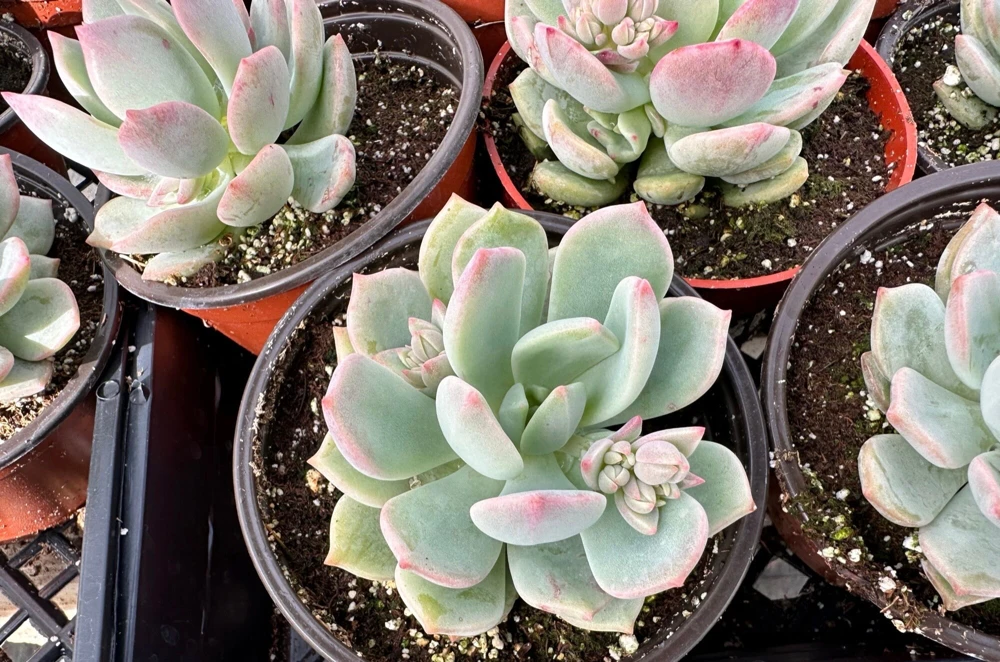 Pachyveria Draco Pink Succulent Live Plant in 4'' Pot Indoor/Outdoor - Image 5