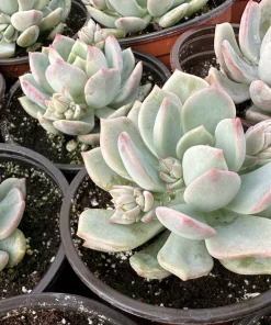 Pachyveria Draco Pink Succulent Live Plant in 4'' Pot Indoor/Outdoor - Image 6