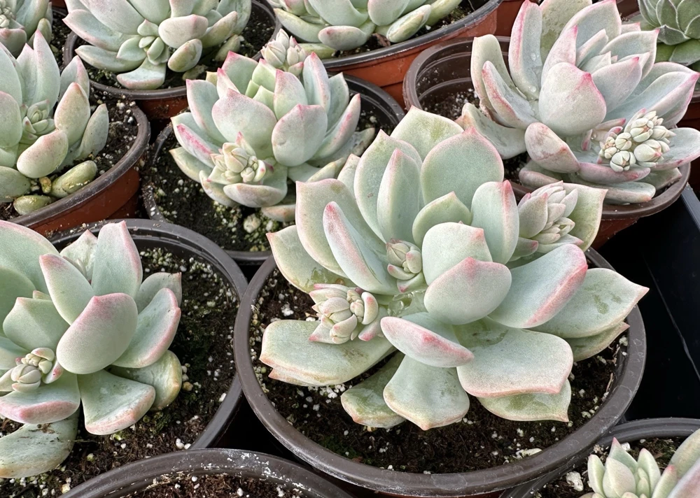 Pachyveria Draco Pink Succulent Live Plant in 4'' Pot Indoor/Outdoor - Image 6