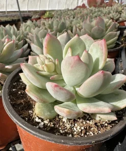 Pachyveria Draco Pink Succulent Live Plant in 4'' Pot Indoor/Outdoor - Image 7