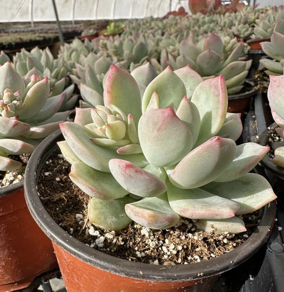 Pachyveria Draco Pink Succulent Live Plant in 4'' Pot Indoor/Outdoor - Image 7