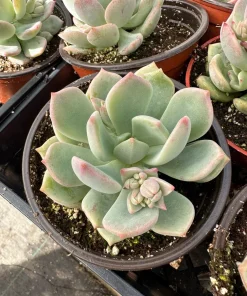 Pachyveria Draco Pink Succulent Live Plant in 4'' Pot Indoor/Outdoor - Image 8