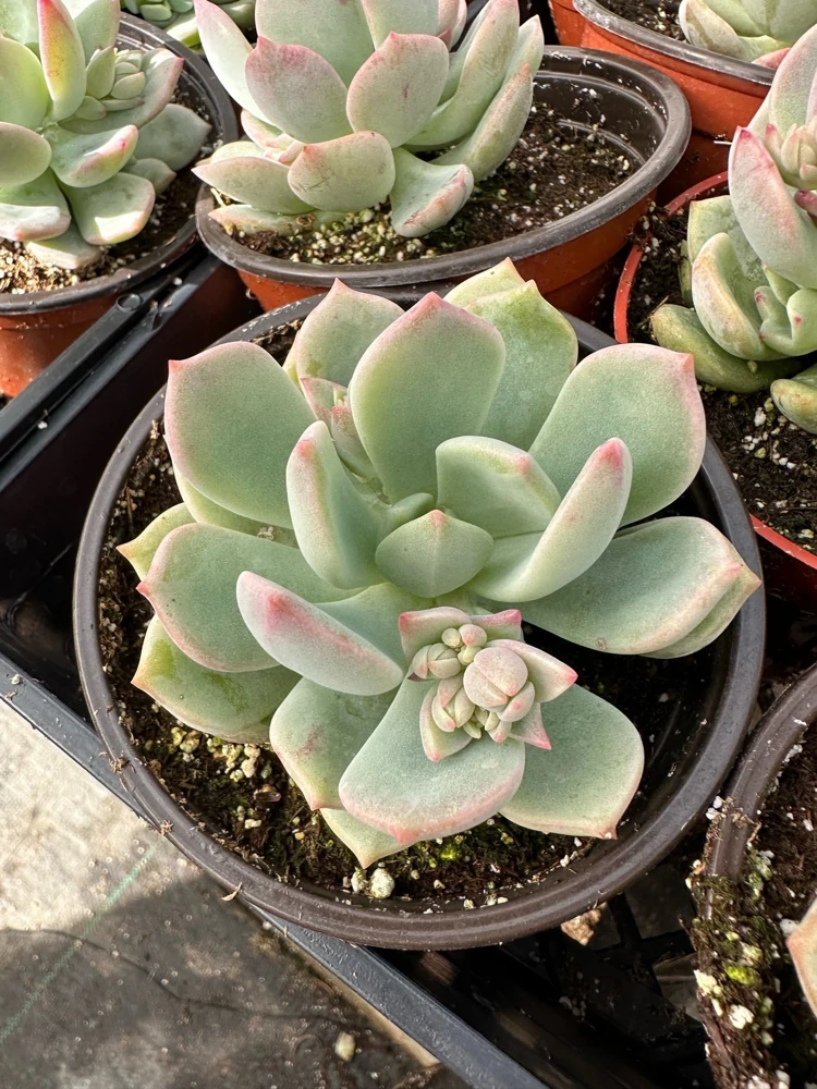 Pachyveria Draco Pink Succulent Live Plant in 4'' Pot Indoor/Outdoor - Image 8