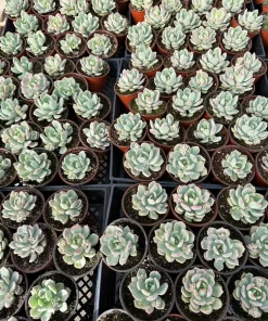 Pachyveria Draco Pink Succulent Live Plant in 4'' Pot Indoor/Outdoor - Image 9