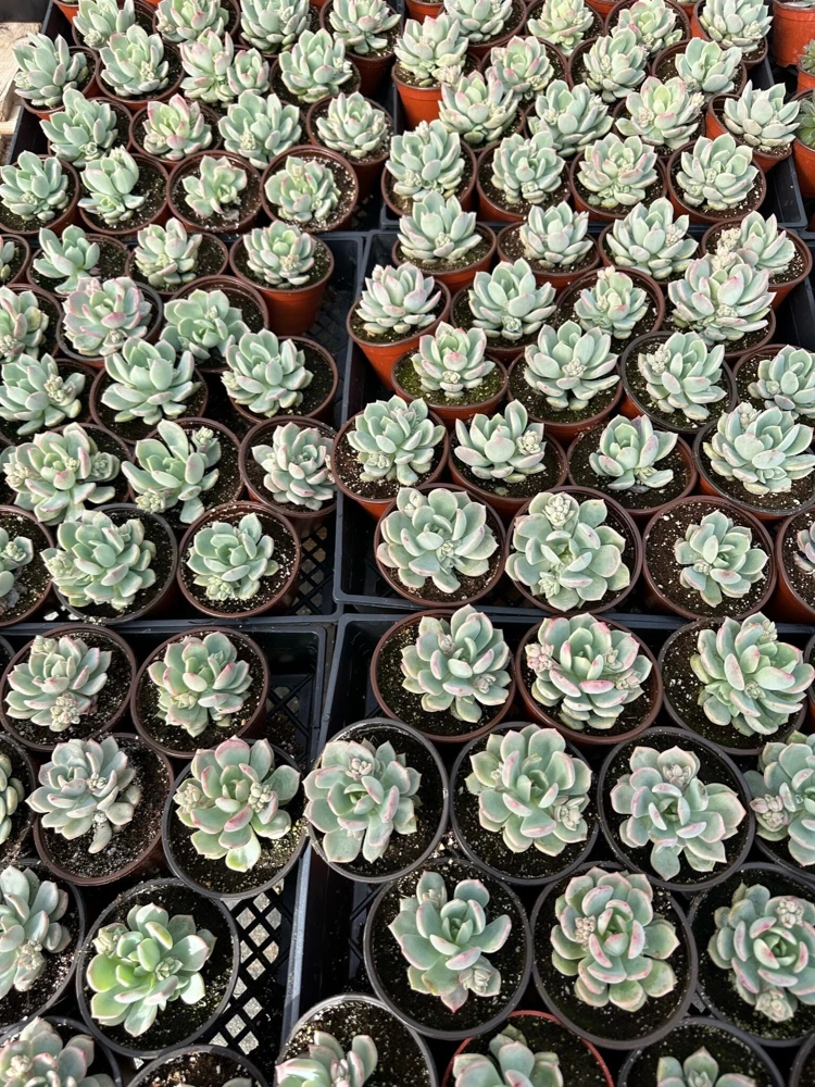 Pachyveria Draco Pink Succulent Live Plant in 4'' Pot Indoor/Outdoor - Image 9