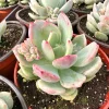Pachyveria Draco Pink Succulent Live Plant in 4'' Pot Indoor/Outdoor - Image 1