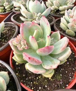 Pachyveria Draco Pink Succulent Live Plant in 4'' Pot Indoor/Outdoor - Image 1