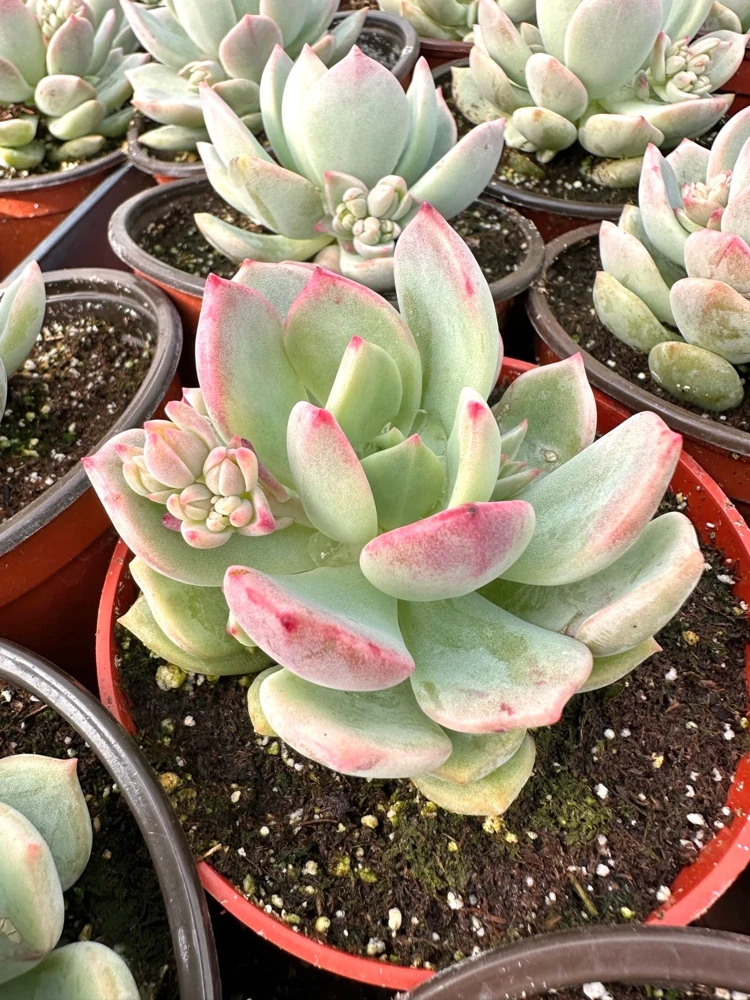 Pachyveria Draco Pink Succulent Live Plant in 4'' Pot Indoor/Outdoor - Image 1