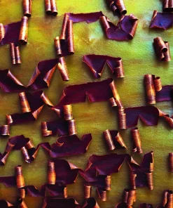 Pacific Madrone Tree Seeds - Arbutus Menziesii - 10 Seeds - Outdoor - Image 10