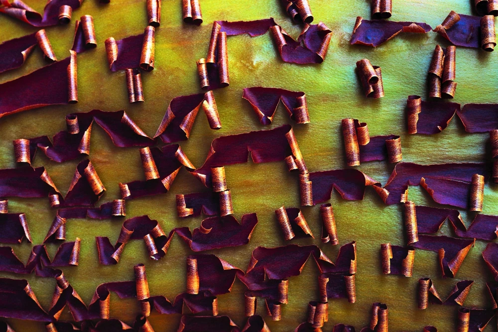 Pacific Madrone Tree Seeds - Arbutus Menziesii - 10 Seeds - Outdoor - Image 10