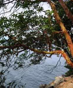 Pacific Madrone Tree Seeds - Arbutus Menziesii - 10 Seeds - Outdoor - Image 11