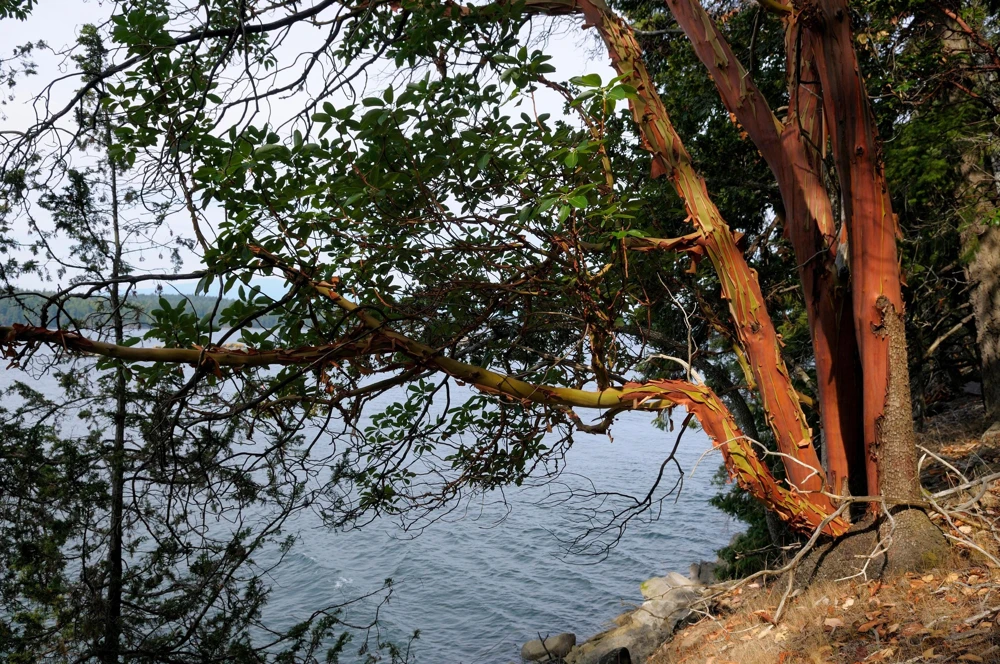 Pacific Madrone Tree Seeds - Arbutus Menziesii - 10 Seeds - Outdoor - Image 11