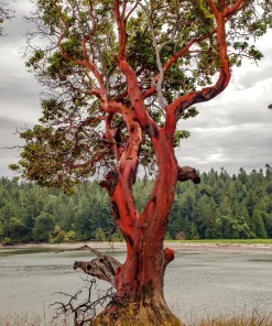 Pacific Madrone Tree Seeds - Arbutus Menziesii - 10 Seeds - Outdoor - Image 12