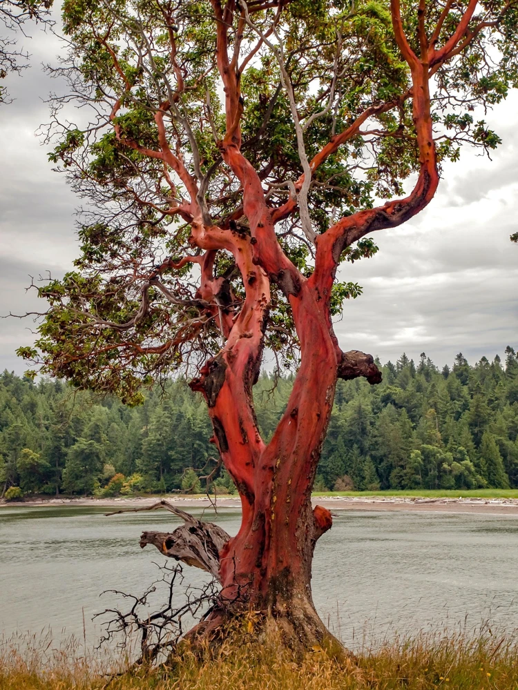 Pacific Madrone Tree Seeds - Arbutus Menziesii - 10 Seeds - Outdoor - Image 12