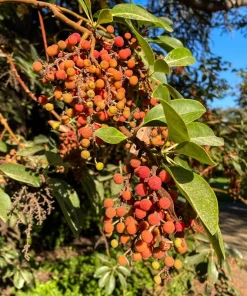 Pacific Madrone Tree Seeds - Arbutus Menziesii - 10 Seeds - Outdoor - Image 2