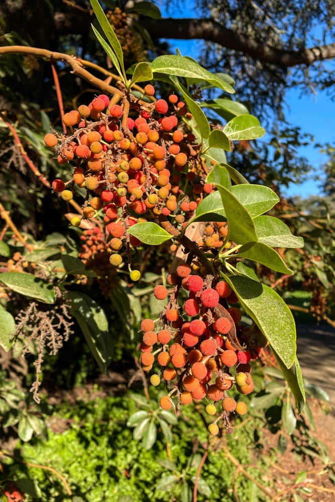 Pacific Madrone Tree Seeds - Arbutus Menziesii - 10 Seeds - Outdoor - Image 2