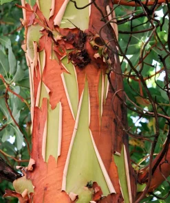 Pacific Madrone Tree Seeds - Arbutus Menziesii - 10 Seeds - Outdoor - Image 3